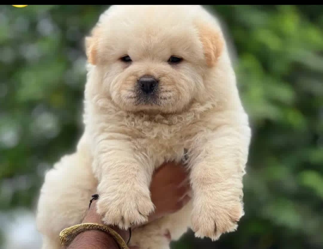 فروش توله سگ خانگی نژاد چاوچاو