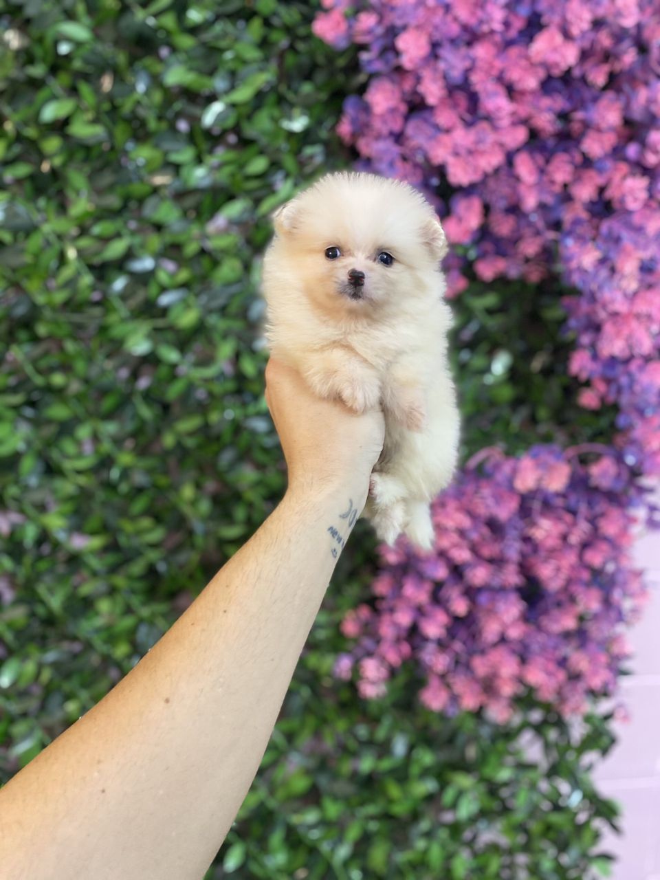 توله پامرین