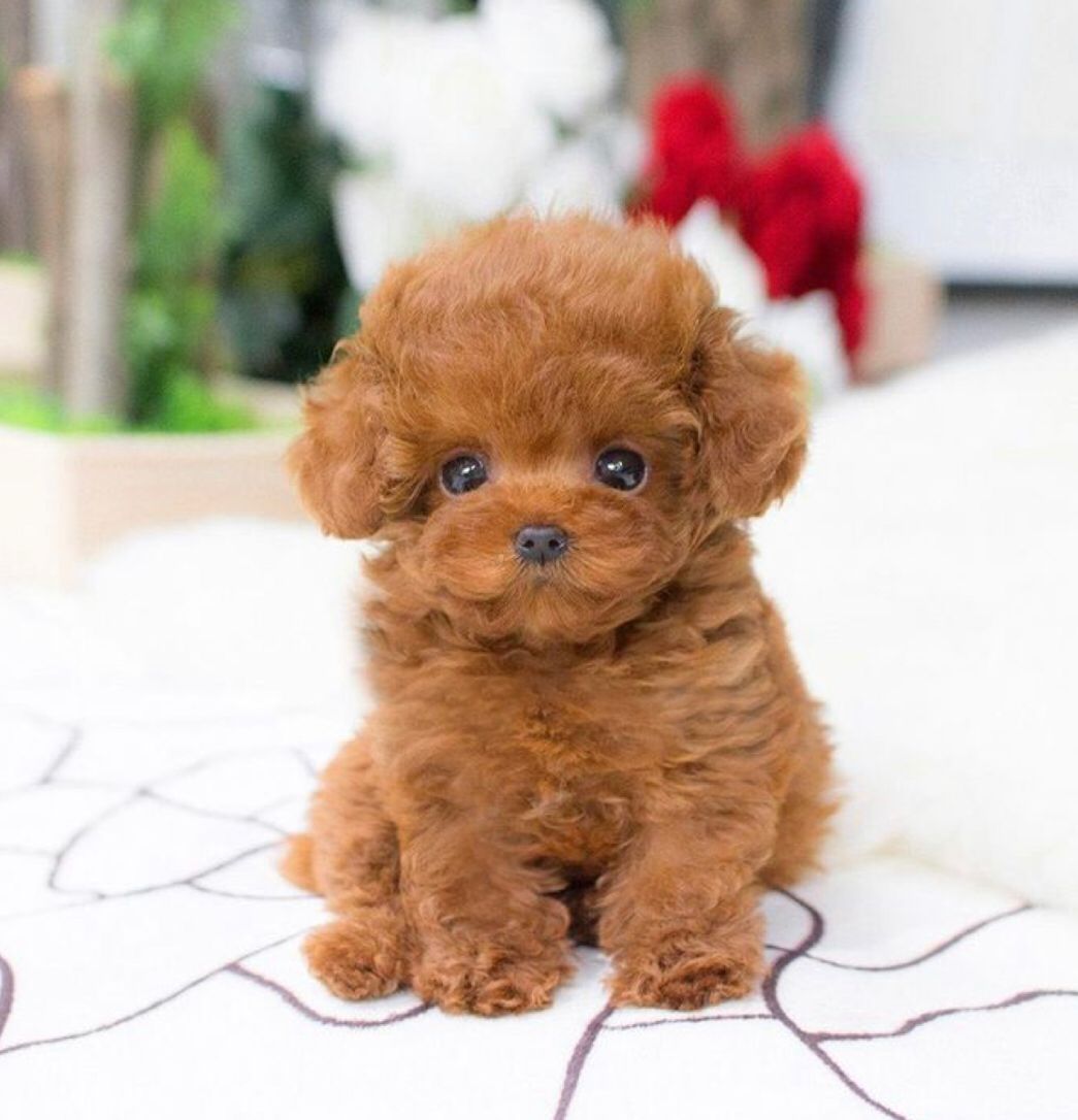 فروش سگ‌های خانگی و نگهبان