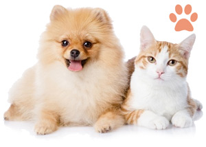 مشاوره در انتخاب نژاد مناسب