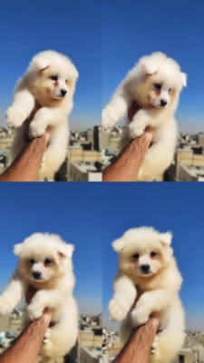 توله سگ ساموید روسی اصیل