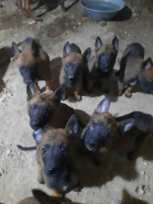 توله های مالینویز اصل بلژیکی درجه یک