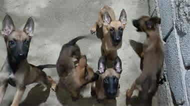 توله های مالینویز اصل بلژیکی  اصل و درجه یک